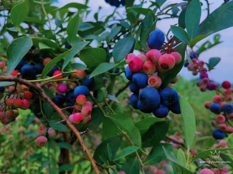 麻江蓝莓