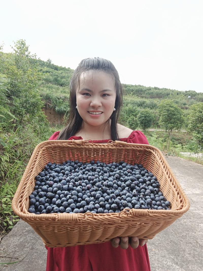 麻江蓝莓