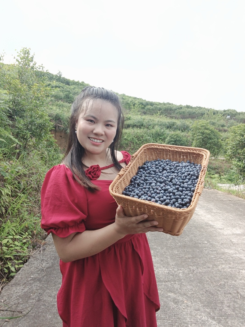 麻江蓝莓