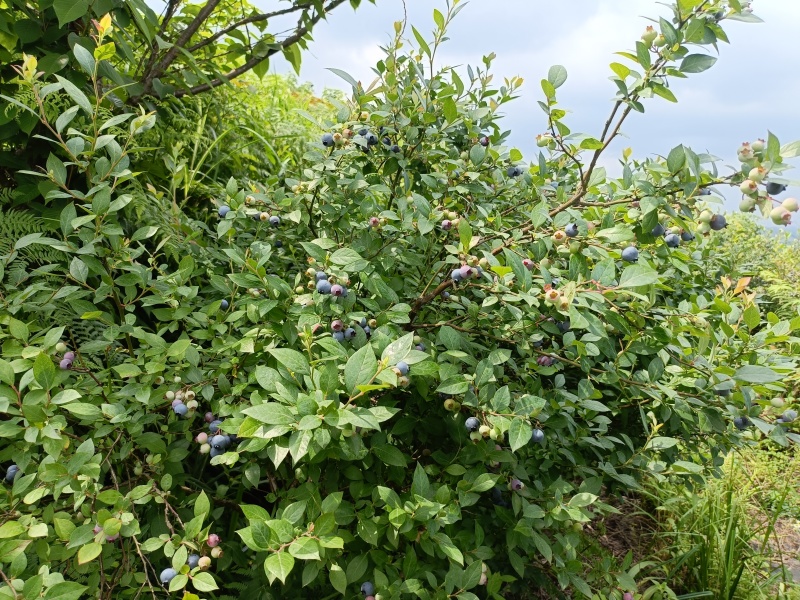 麻江蓝莓