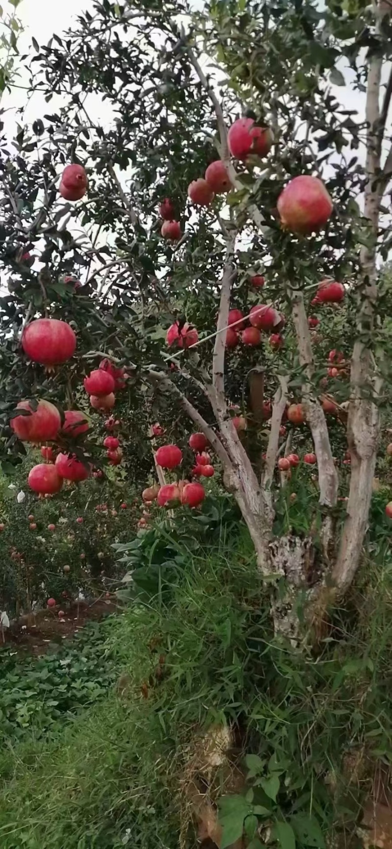 软籽石榴