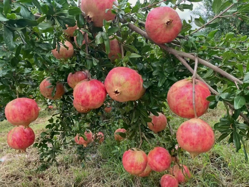 软籽石榴