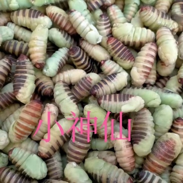 茧蛹