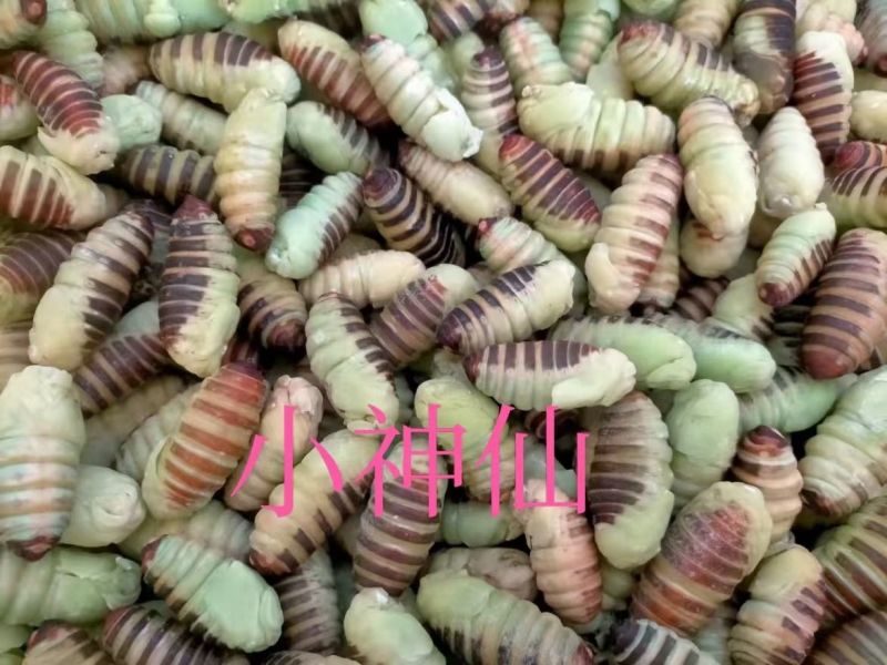 茧蛹