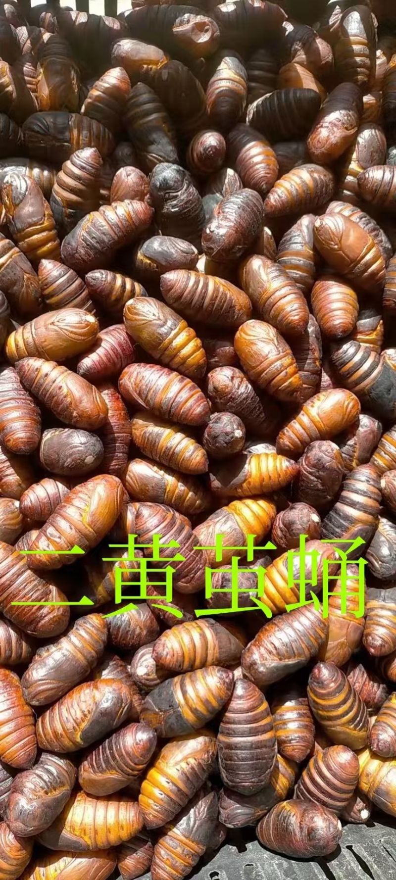 茧蛹