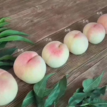 阳山水蜜桃4两以上12个装