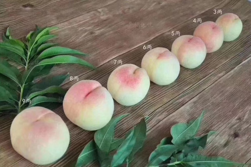 阳山水蜜桃4两以上12个装
