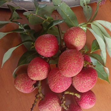 广西麻垌情人荔枝