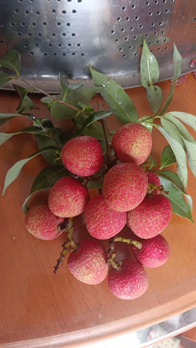 广西麻垌情人荔枝