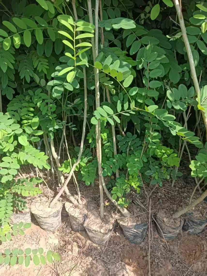 紫穗槐杯苗