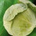 甘蓝、大白菜