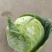 甘蓝、大白菜