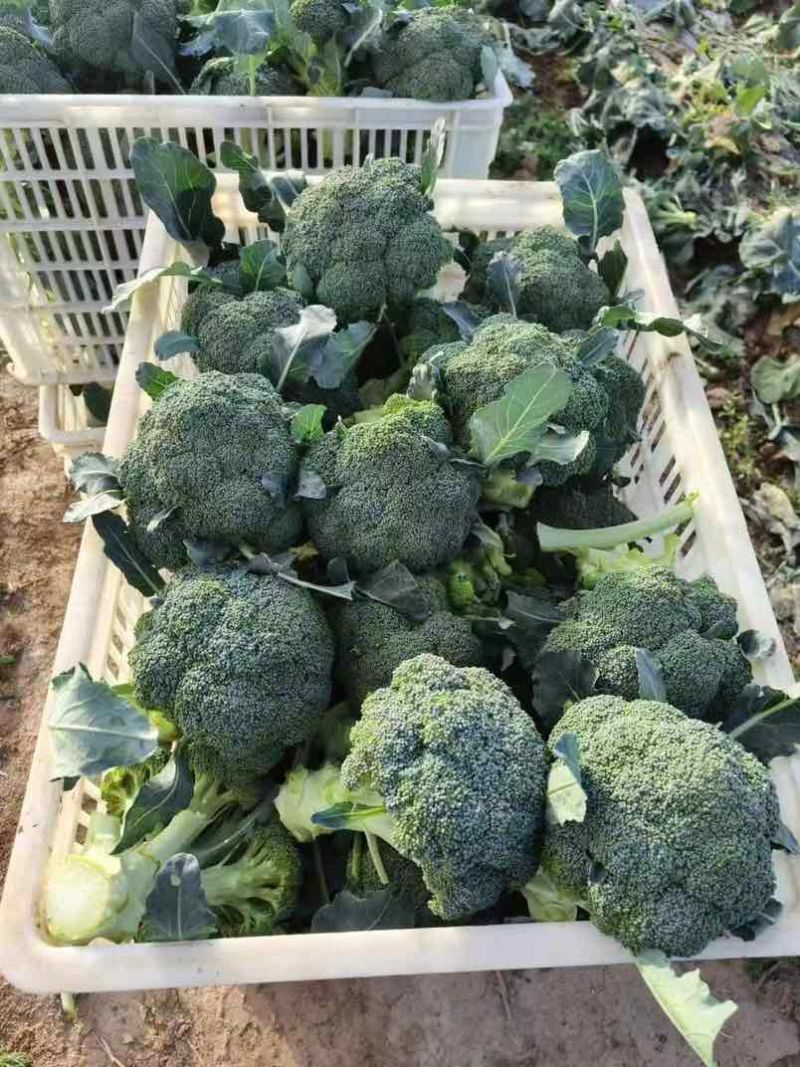 宁夏精品西兰花大量上市