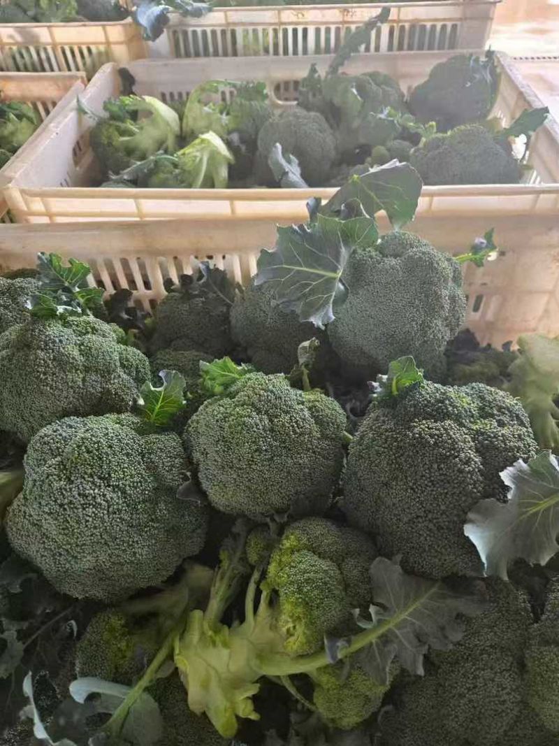 宁夏精品西兰花大量上市