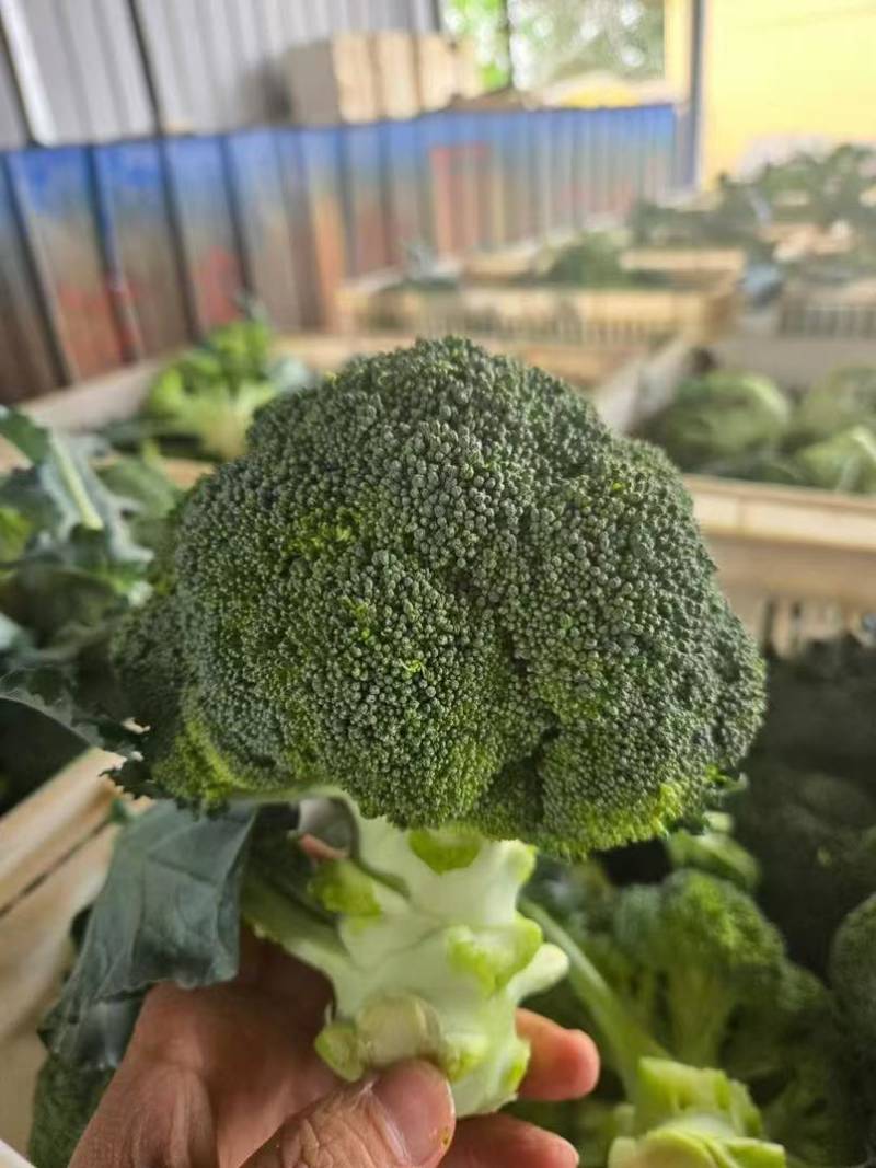 宁夏精品西兰花大量上市