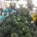 宁夏精品西兰花大量上市