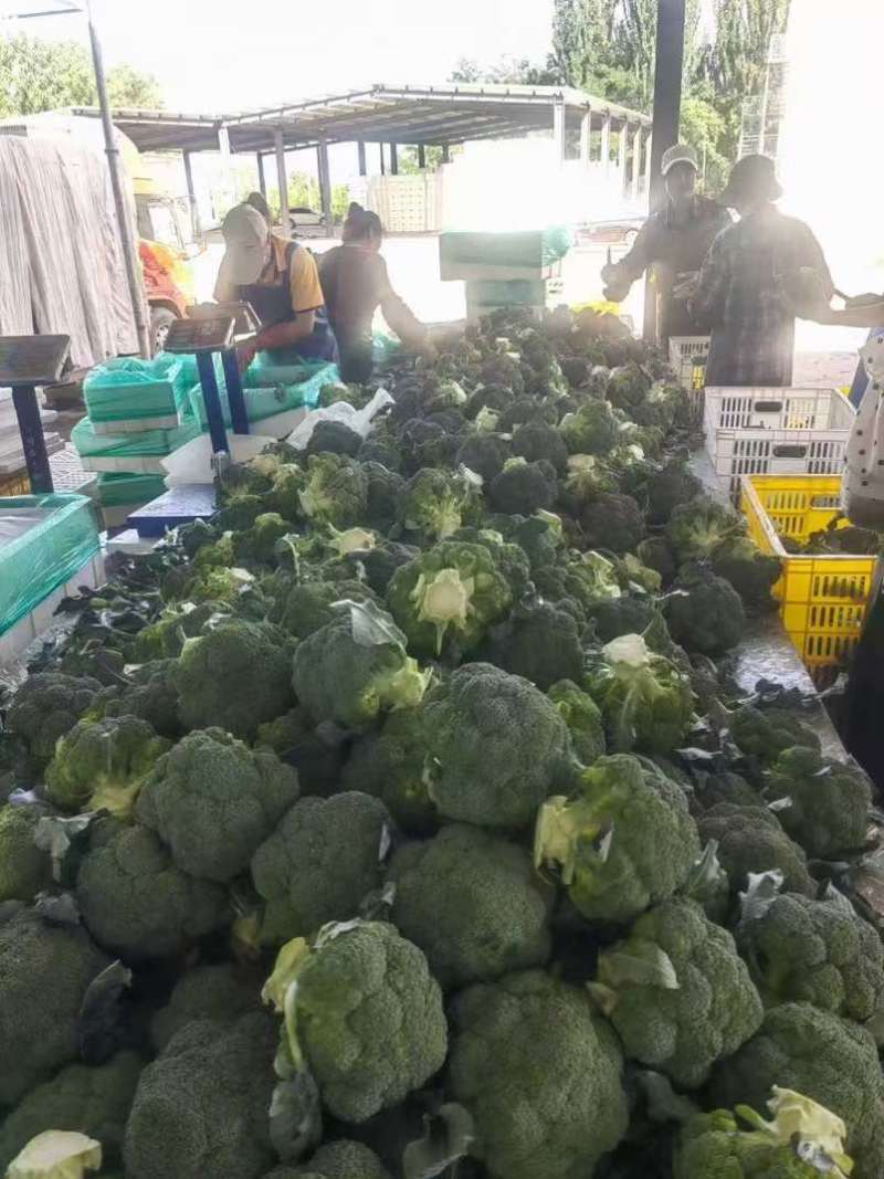 宁夏精品西兰花大量上市