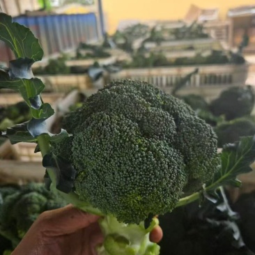 宁夏精品西兰花大量上市