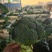 宁夏精品西兰花大量上市