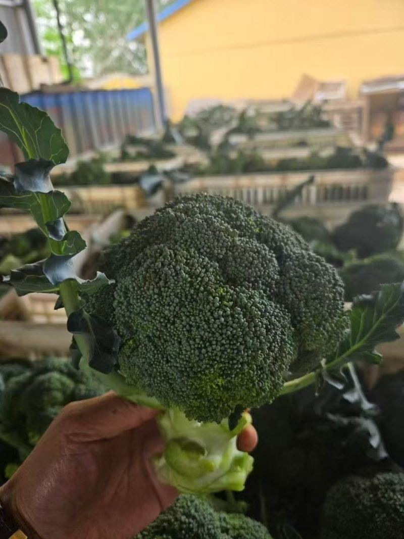 宁夏精品西兰花大量上市