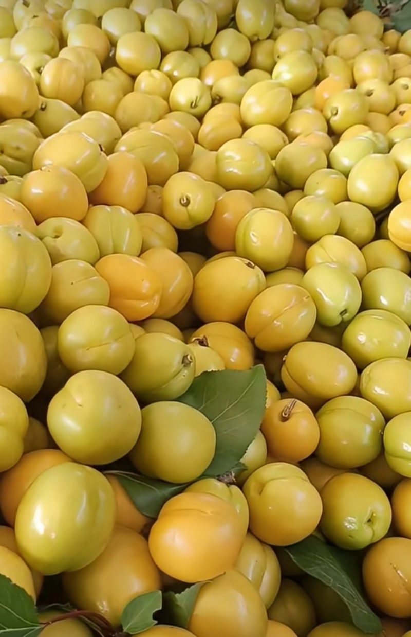 油杏，现摘油杏，价格可以议