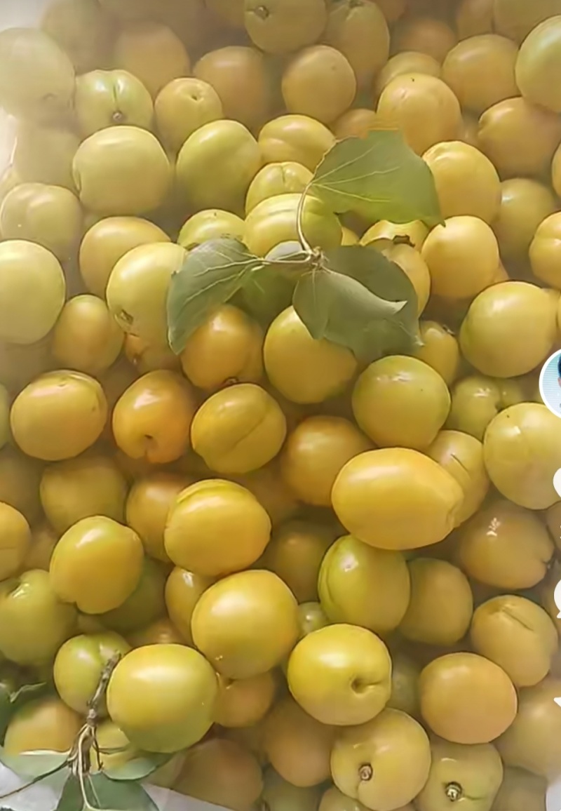 油杏，现摘油杏，价格可以议