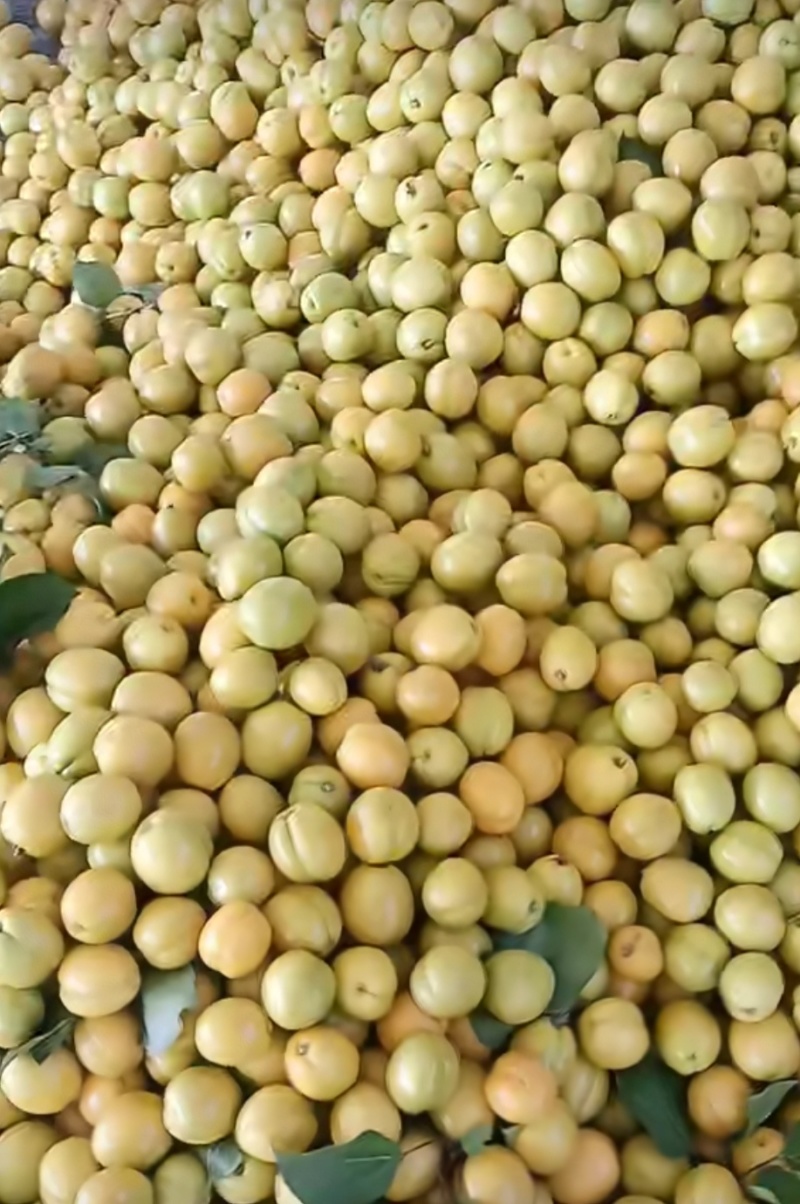 油杏，现摘油杏，价格可以议