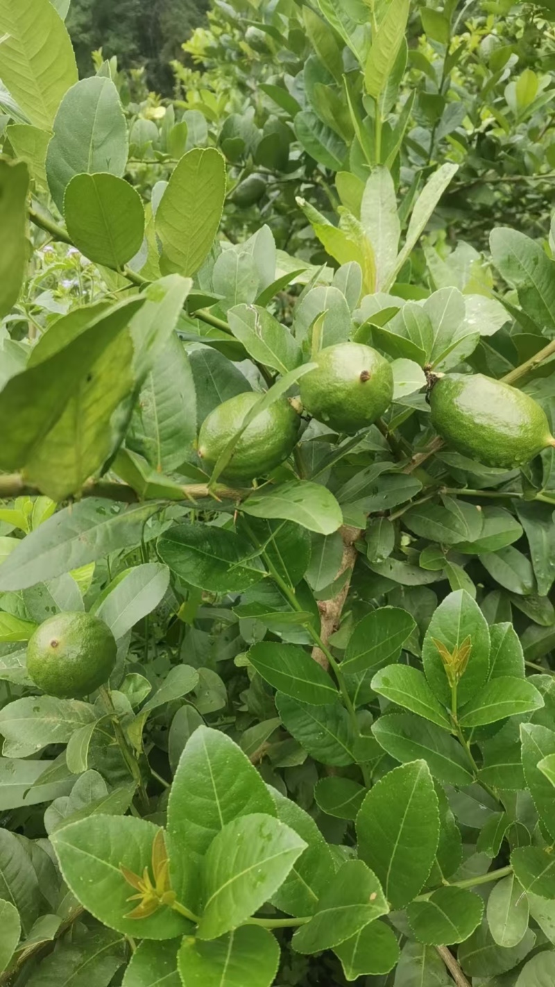 广东香水柠檬