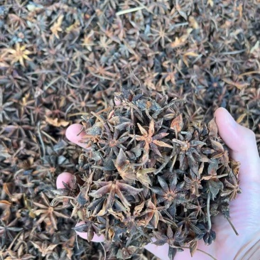 足干春花干支