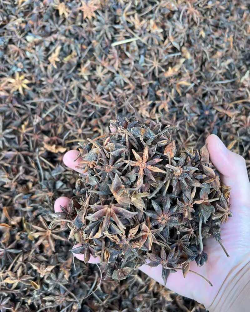 足干春花干支