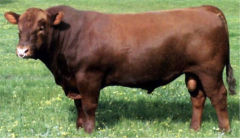 西门塔尔肉牛