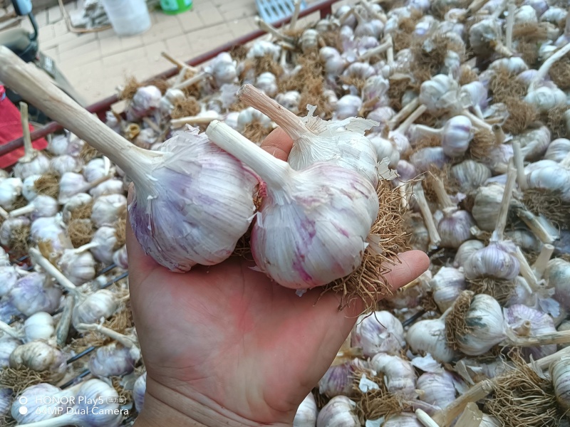 各种规格大蒜，通货也有