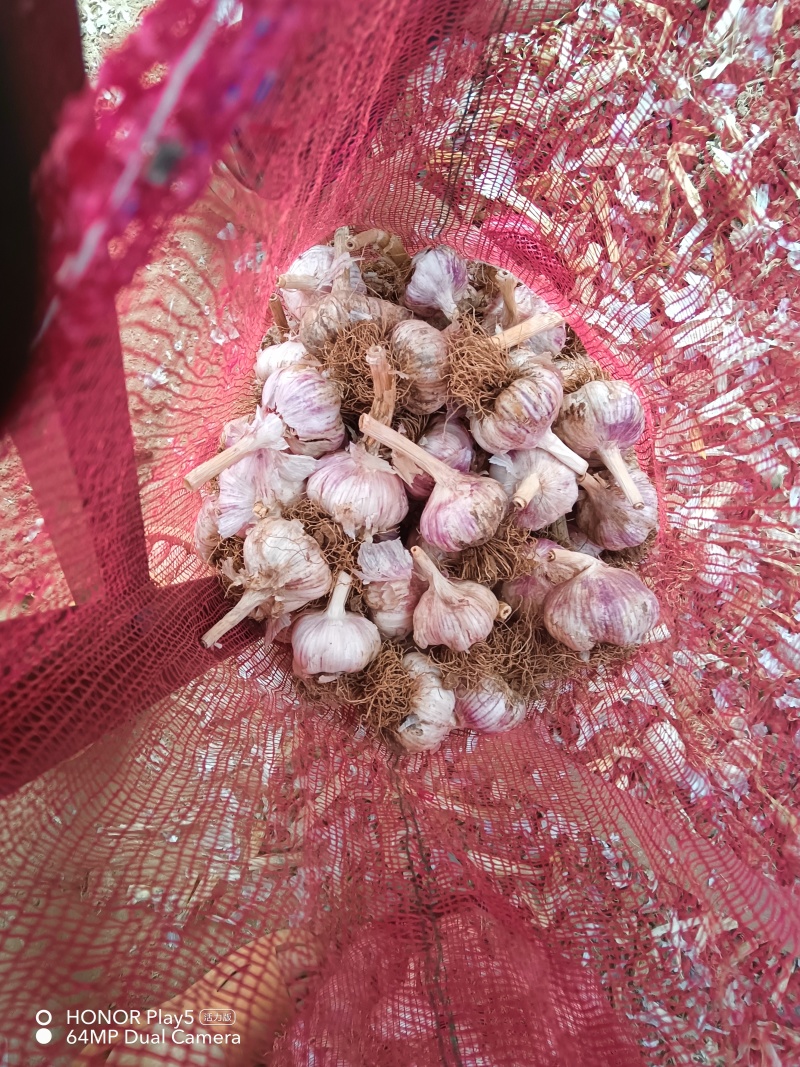 各种规格大蒜，通货也有