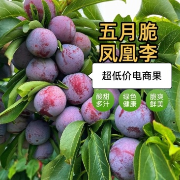 四川五月脆凤凰李子脱骨李产地直发专业对接电商果多多美团仓