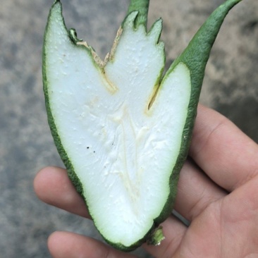 佛手果