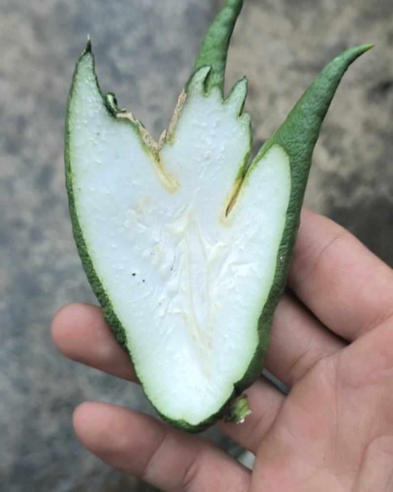 佛手果