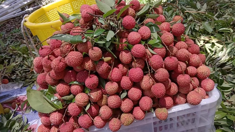桂味荔枝