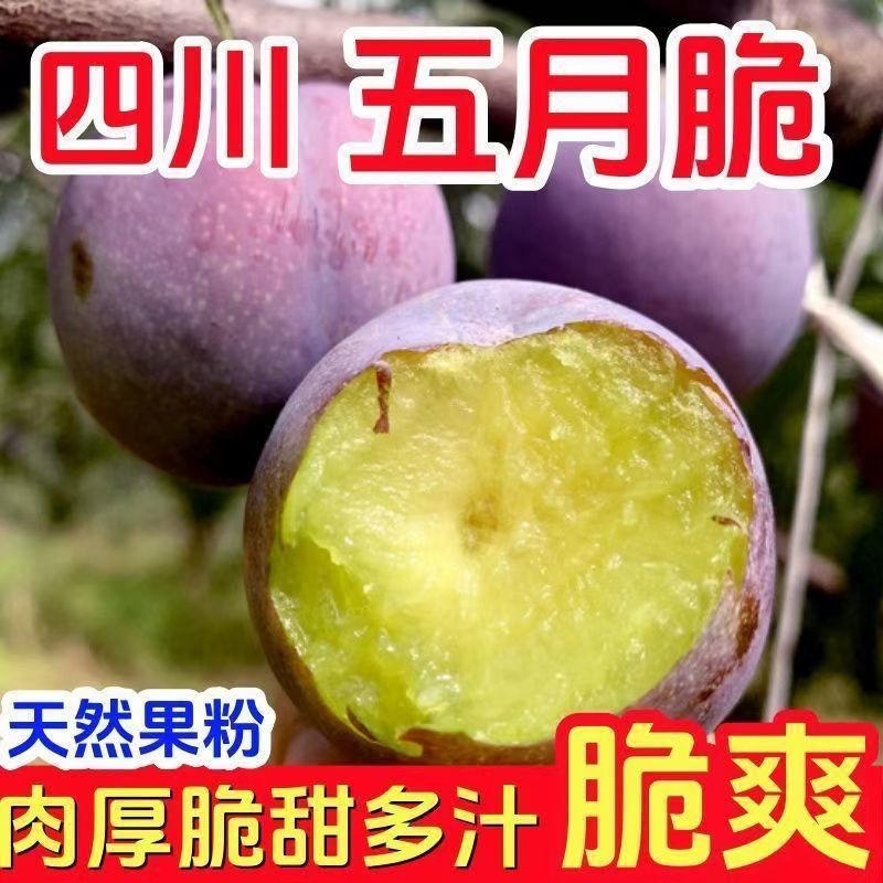 四川五月脆凤凰李子脱骨李产地直发专业对接电商果多多美团仓