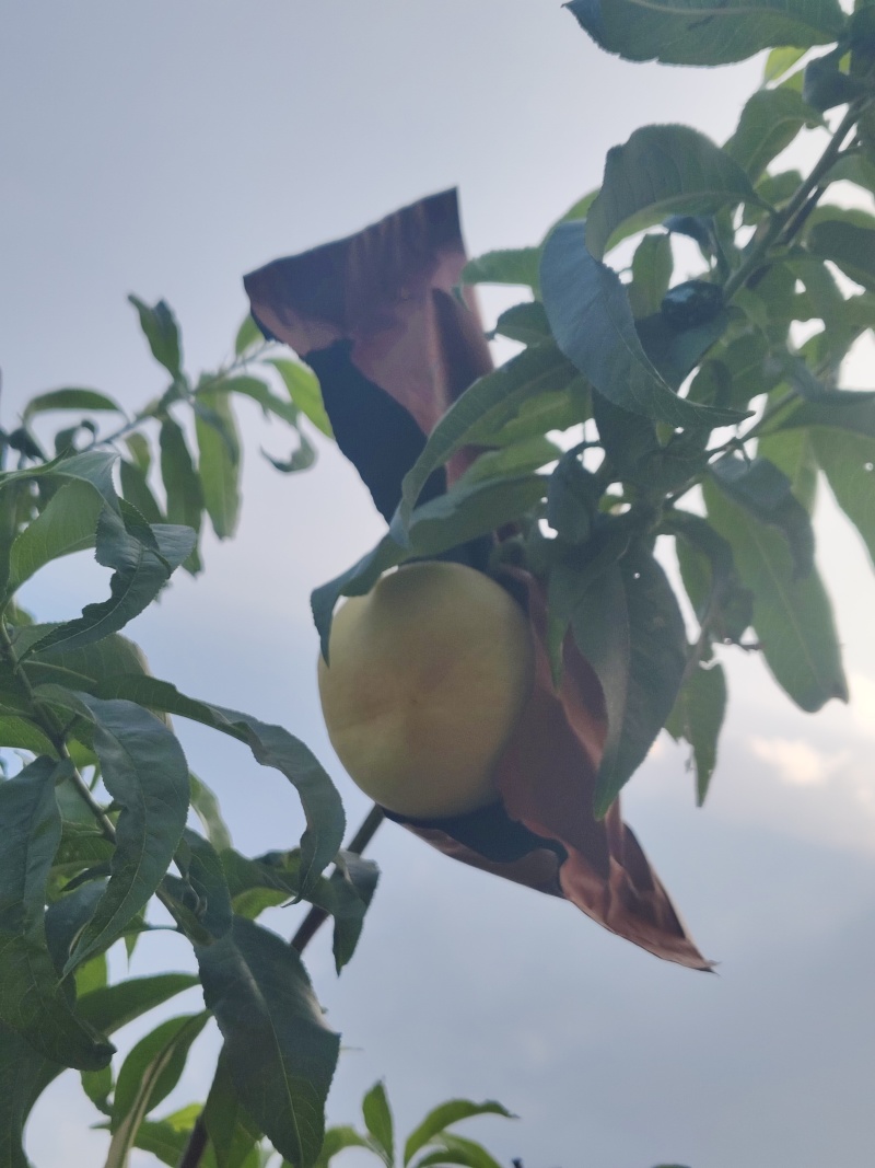 黄桃