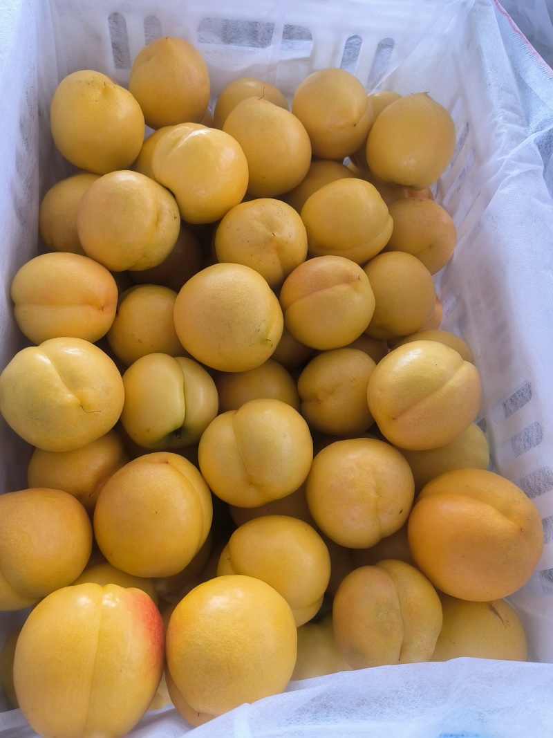 山东蒙阴蜜桃（紫金，紫霞等现采摘）量充足