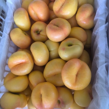 山东蒙阴蜜桃（紫金，紫霞等现采摘）量充足