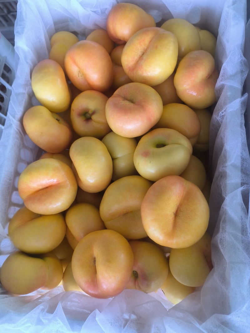 山东蒙阴蜜桃（紫金，紫霞等现采摘）量充足