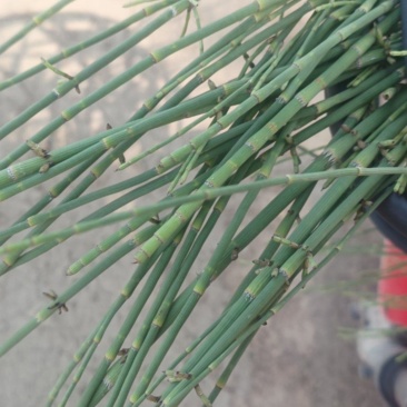野生节节草