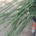 野生节节草