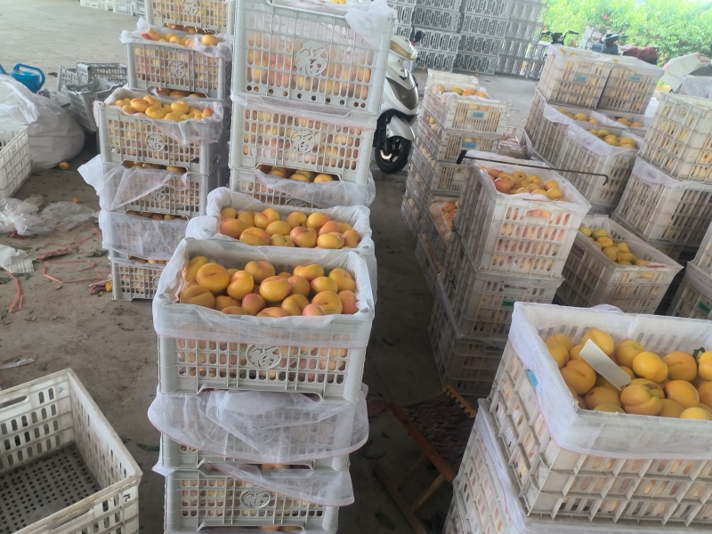 山东蒙阴蜜桃（紫金，紫霞等现采摘）量充足