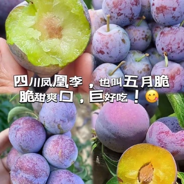 四川五月脆凤凰李子脱骨李产地直发专业对接电商果多多美团仓