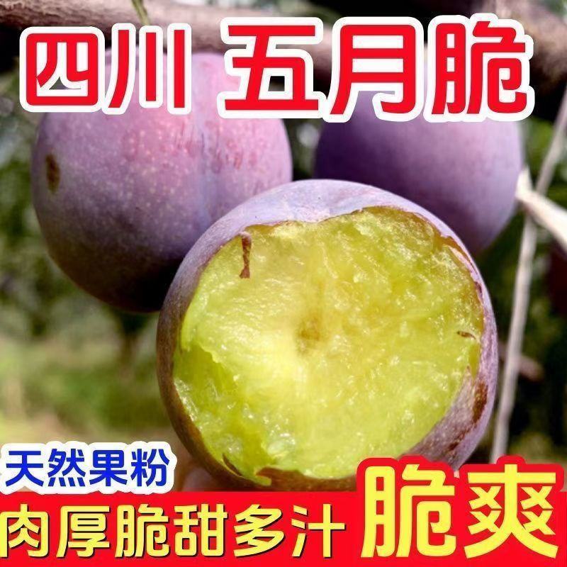 四川五月脆凤凰李子脱骨李产地直发专业对接电商果多多美团仓