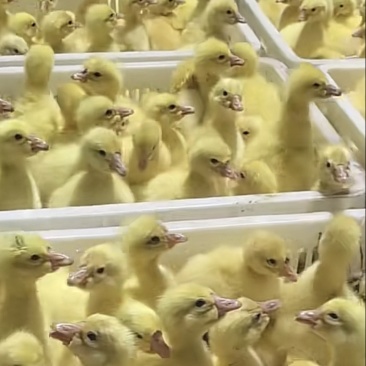 鹅苗