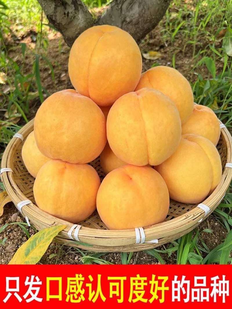 山东临沂蒙阴各类黄桃代发，一件代发，代办，落地配，商超等