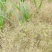 阿拉尔小茴香